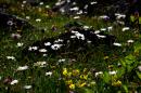 nature alpine 050 * 4368 x 2912 * (5.42MB)